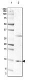 Chromosome 15 Open Reading Frame 48 antibody, HPA012943, Atlas Antibodies, Western Blot image 