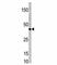 Transcription Factor 7 antibody, F40111-0.4ML, NSJ Bioreagents, Western Blot image 