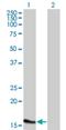 Atonal BHLH Transcription Factor 7 antibody, H00220202-M02, Novus Biologicals, Western Blot image 