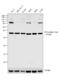 Protein Phosphatase 2 Catalytic Subunit Alpha antibody, PA5-17980, Invitrogen Antibodies, Western Blot image 