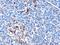 Interferon Induced With Helicase C Domain 1 antibody, TA302870, Origene, Immunohistochemistry paraffin image 