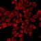 Tau Tubulin Kinase 2 antibody, LS-C668652, Lifespan Biosciences, Immunofluorescence image 