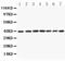 Mitogen-Activated Protein Kinase Kinase 3 antibody, PA1377-1, Boster Biological Technology, Western Blot image 