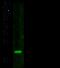 Gremlin-1 antibody, GTX01385, GeneTex, Western Blot image 