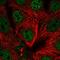100 kDa protein antibody, HPA053688, Atlas Antibodies, Immunocytochemistry image 