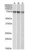 Activating Transcription Factor 2 antibody, orb18311, Biorbyt, Western Blot image 