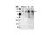 GRB2 Associated Binding Protein 1 antibody, 3232P, Cell Signaling Technology, Western Blot image 