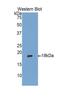 Matrix Gla Protein antibody, MBS2001703, MyBioSource, Western Blot image 