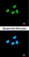 Nuclear Factor Kappa B Subunit 1 antibody, orb14629, Biorbyt, Immunofluorescence image 