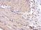 Protein kinase domain-containing protein, cytoplasmic antibody, NBP2-19959, Novus Biologicals, Immunohistochemistry frozen image 