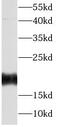 Fibroblast Growth Factor 12 antibody, FNab03089, FineTest, Western Blot image 