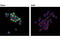 Paired Box 5 antibody, 12709T, Cell Signaling Technology, Immunofluorescence image 