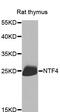 Neurotrophin 4 antibody, MBS126779, MyBioSource, Western Blot image 