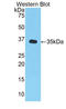 Gro antibody, LS-C372412, Lifespan Biosciences, Western Blot image 