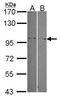 Regulatory Factor X6 antibody, NBP2-20143, Novus Biologicals, Western Blot image 