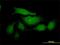Mucin 2, Oligomeric Mucus/Gel-Forming antibody, H00004583-M15, Novus Biologicals, Western Blot image 