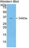 Contactin Associated Protein 1 antibody, LS-B11673, Lifespan Biosciences, Western Blot image 