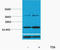 Histone H3 antibody, STJ97144, St John