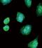 Albumin antibody, PA5-13476, Invitrogen Antibodies, Immunofluorescence image 