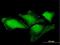 THAP Domain Containing 4 antibody, H00051078-B01P, Novus Biologicals, Immunocytochemistry image 