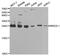 Mitotic Arrest Deficient 2 Like 1 antibody, LS-B13367, Lifespan Biosciences, Western Blot image 