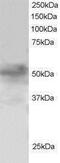 Forkhead Box Q1 antibody, PA1-31951, Invitrogen Antibodies, Western Blot image 