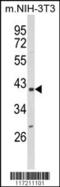 Peptidylprolyl Isomerase D antibody, MBS9205113, MyBioSource, Western Blot image 