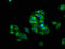 Lymphocyte Activating 3 antibody, LS-C369895, Lifespan Biosciences, Immunofluorescence image 