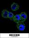 Serpin Family B Member 5 antibody, 56-219, ProSci, Immunofluorescence image 