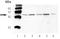 Glycogen Synthase Kinase 3 Beta antibody, ADI-905-679-100, Enzo Life Sciences, Western Blot image 