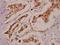 Bromodomain Containing 3 antibody, A04044-1, Boster Biological Technology, Immunohistochemistry frozen image 