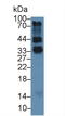 IZUMO1 Receptor, JUNO antibody, LS-C293961, Lifespan Biosciences, Western Blot image 