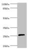MOB Kinase Activator 1B antibody, orb243020, Biorbyt, Western Blot image 