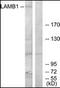 Laminin-1 subunit beta antibody, orb95621, Biorbyt, Western Blot image 