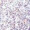 Folate Hydrolase 1 antibody, 51-109, ProSci, Immunohistochemistry paraffin image 