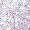 Naalad1 antibody, 51-109, ProSci, Immunohistochemistry paraffin image 