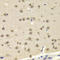 ETS Variant 7 antibody, LS-C335642, Lifespan Biosciences, Immunohistochemistry frozen image 