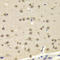 Transcription factor ETV7 antibody, LS-C335642, Lifespan Biosciences, Immunohistochemistry frozen image 