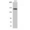 BCR Activator Of RhoGEF And GTPase antibody, LS-C382267, Lifespan Biosciences, Western Blot image 