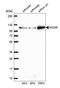 Minichromosome Maintenance Complex Component 4 antibody, NBP2-58370, Novus Biologicals, Western Blot image 