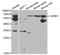 Cell Adhesion Molecule 1 antibody, STJ22860, St John