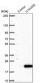 Chromosome 10 Open Reading Frame 53 antibody, PA5-58181, Invitrogen Antibodies, Western Blot image 