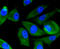 Phosphoinositide 3 kinase, p110 gamma antibody, 13-965, ProSci, Immunofluorescence image 
