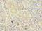 Transmembrane Protein 41A antibody, CSB-PA023837LA01HU, Cusabio, Immunohistochemistry frozen image 