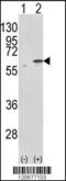 Protein Disulfide Isomerase Family A Member 3 antibody, 61-599, ProSci, Western Blot image 