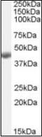 Betaine--Homocysteine S-Methyltransferase antibody, orb88786, Biorbyt, Western Blot image 