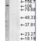 Lysosomal Associated Membrane Protein 1 antibody, M00780-1, Boster Biological Technology, Western Blot image 