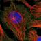 BFSP1 antibody, NBP1-91903, Novus Biologicals, Immunofluorescence image 