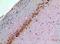 Bone Morphogenetic Protein 8a antibody, A11711, Boster Biological Technology, Immunohistochemistry paraffin image 