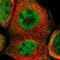 Tribbles Pseudokinase 2 antibody, PA5-51555, Invitrogen Antibodies, Immunofluorescence image 